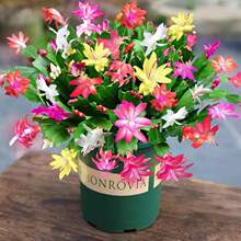 зצ�m���Ԏ������M����Ʒ�N�ذ�߶�зצ�m�����҃�ֲ�ﻨ�ܾGֲ