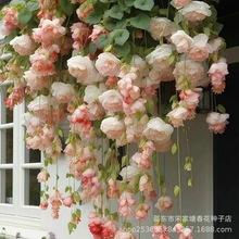 垂丝海棠花种子驱蚊虫重瓣爬藤植物易活四季播种开花庭院室外花籽