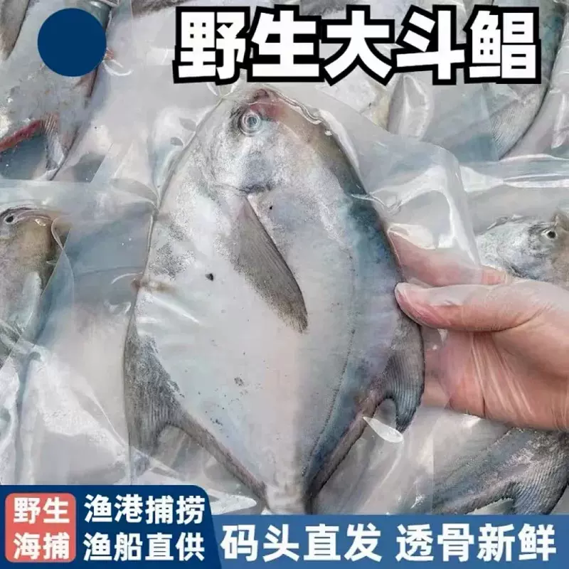 斗鲳鱼 东山岛海鲜海捕 冷冻水产【爱心鱼满舱一件代发直播】