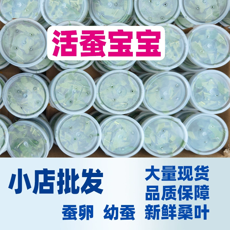 Дети-шелкопряды выращивают молодых шелкопрядов, живые дети наблюдают за насекомыми, экспериментальные материалы, прямые продажи, оптовая продажа, свежие листья шелковицы