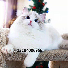 布偶猫活体出售美短虎斑猫英短蓝猫银渐层加菲猫幼猫暹罗猫缅因猫