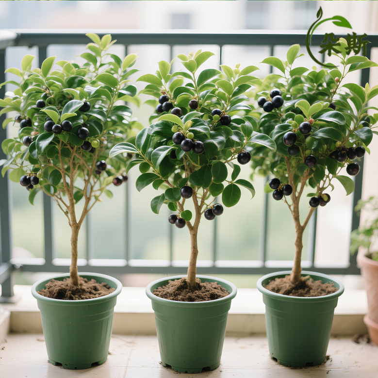 树葡萄嘉宝果新鲜果沙巴树苗南北方阳台庭院果树苗结果好种植盆栽