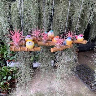 Handicrafts Air Pineapple Spring Hope Hanging Decoration Potted Wood Rattan Frame Wall Decoration Bonsai Green Plants Soilless Plants