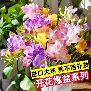 Freesia Bulbs Bloom in All Seasons, Freesia Flower Pots, Imported Double-Petal Extra-Large Bulbs with Buds, Mixed Colors