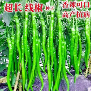 ���l�L�����N�Ӹ߮a�����l������΢���N���������r���L�����N��