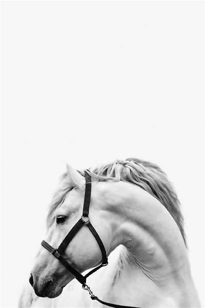 50322 Caballo de lujo ligero 25