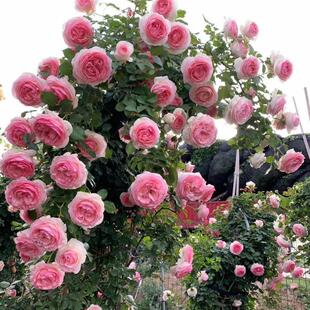 �Nޱ�������ٚW�´���ͥԺ�e�����@�ٱ��¼��༾�_����������ֲ��
