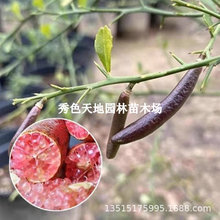 安岳柠檬树苗大果绿植盆栽地栽室内阳台庭院无籽食用柠檬四季结果