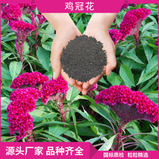 Potted Cockscomb Flower Seeds, Phoenix Tail Ball Seeds, Road Greening, Courtyard Flower Bed, Multi-Color Flower Border Cockscomb Flower Seeds