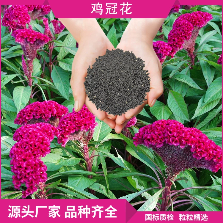 Семена горшечный козырек семена Фаулинг шоссе зеленый сад цветочные клумбы многоцветные семена цветов