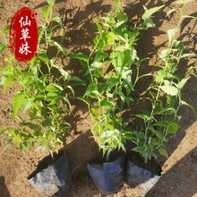 �����G�h����ֲ����Ļ� ����籭�� ���Ļ��G����ľ���̌�������