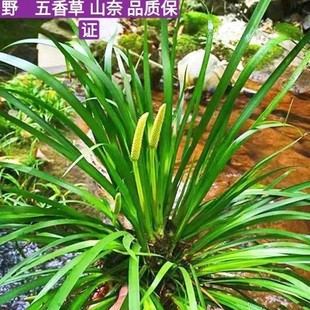 Material: Calamus Seeds, Small-Leaf Calamus, Tiger Whiskers, Soup, Florals, Gardening, Hydroponics, Desktop, Courtyard, Balcony Green Plants
