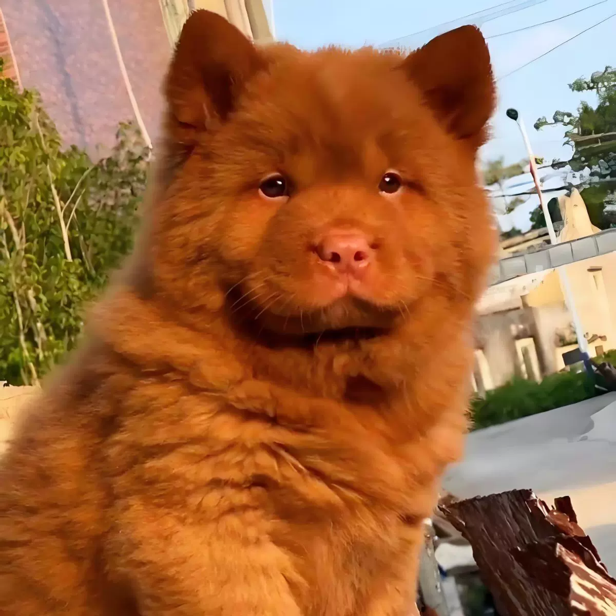 批发定制纯种五红犬土猎犬中型狩猎犬幼崽活体狗狗护卫犬宠物幼犬