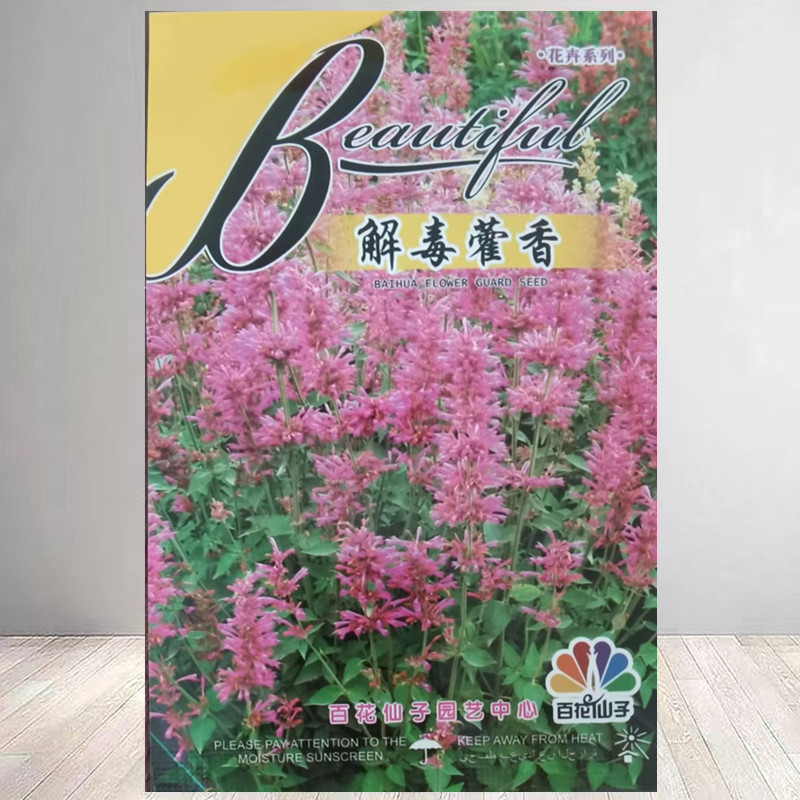 藿香种子大茴香可驱蚊霍香正气香草籽鱼香草阳台盆栽易种蔬菜种子