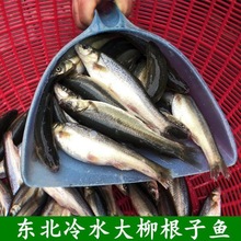 柳根魚東北黑龍江省特產野生冷水魚鮮活速凍新鮮小雜魚食用淡水魚