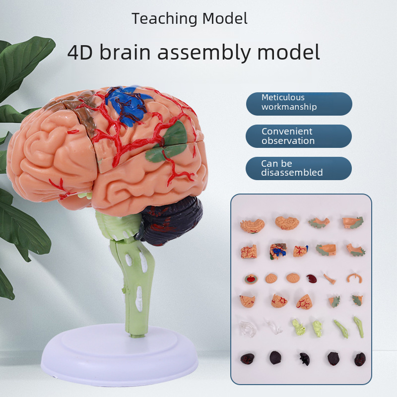 4DMaster 4D assembly human anatomy model Medical model Brain model…