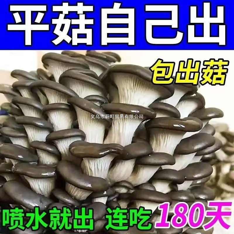 新鲜蘑菇菌包家庭室内食用平菇秀珍菇直发鲜菌菇四季菌种家种冬菇