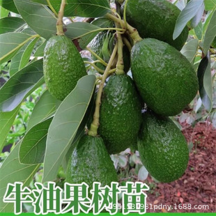 New Variety of Hass Avocado Saplings Grafted to Mexico Boon North and South Potted Ground-Planted Four-Season Fruit Seedlings
