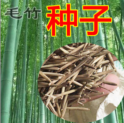 大型毛竹种子青竹苗刚竹四季竹子雷竹食用竹笋大青竹黄竹 种苗花卉网