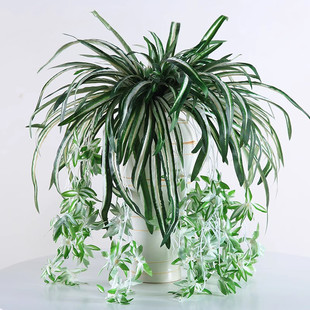 (Cross-border trading), (Wholesale), realistic wall artificial plants