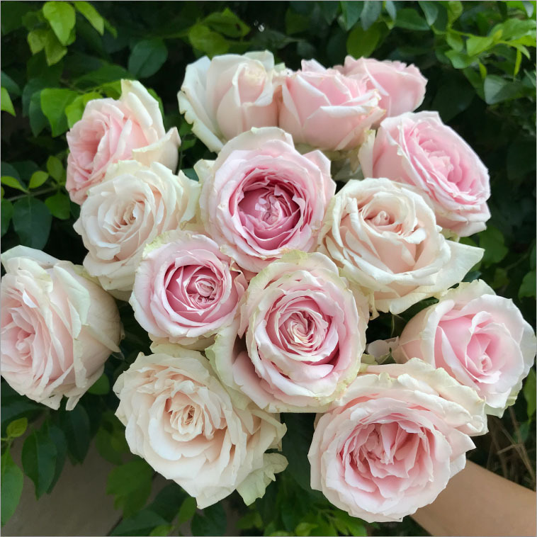 鲜花花束云南昆明基地直发香水百合花速递同城玫瑰520情人节礼物|undefined