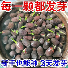 3��lѿ˯ɏ��ɏ�N�ļ��_��ˮ��ˮ�B�Gֲ�ɻ��o������ɏ�ӏS��