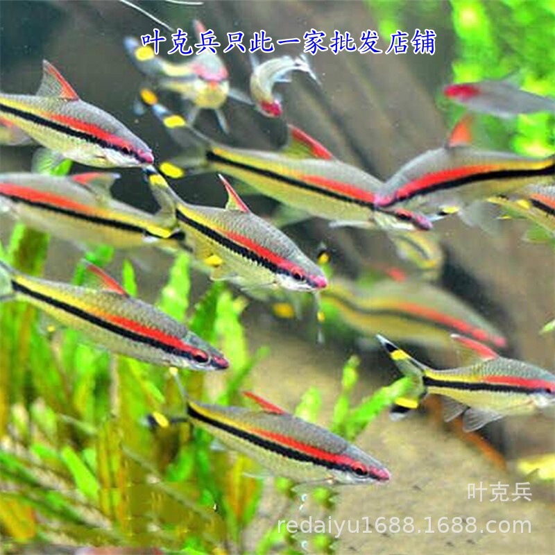 Tropical ornamental fish wholesale one eyebrow Taoist red eyebrow Road crowd swimming grass tank fish