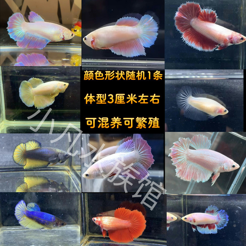 顺丰泰国斗鱼仙女款纯白半月超美网红小型淡水热带冷水观赏鱼好养|undefined