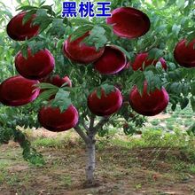 �޽��Ҙ�����������Ѫ���ͺ����Ե���ͥԺÓ�ǰ��ɻ��Y��