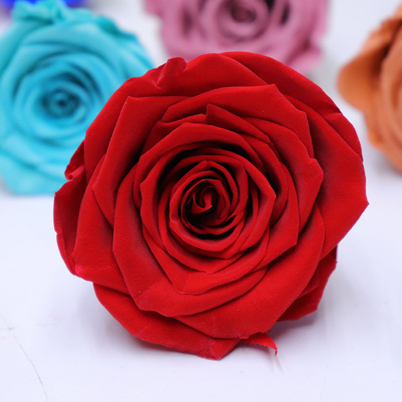 A-grade everlasting flower head rose 5-6 cm, 6 pieces, preserved flower, DIY material, Qixi Festival Valentine's Day gift 