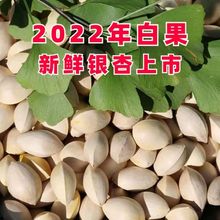 年新鲜白果子银杏果带壳生白果仁无漂白白果批发徐州邳州特产