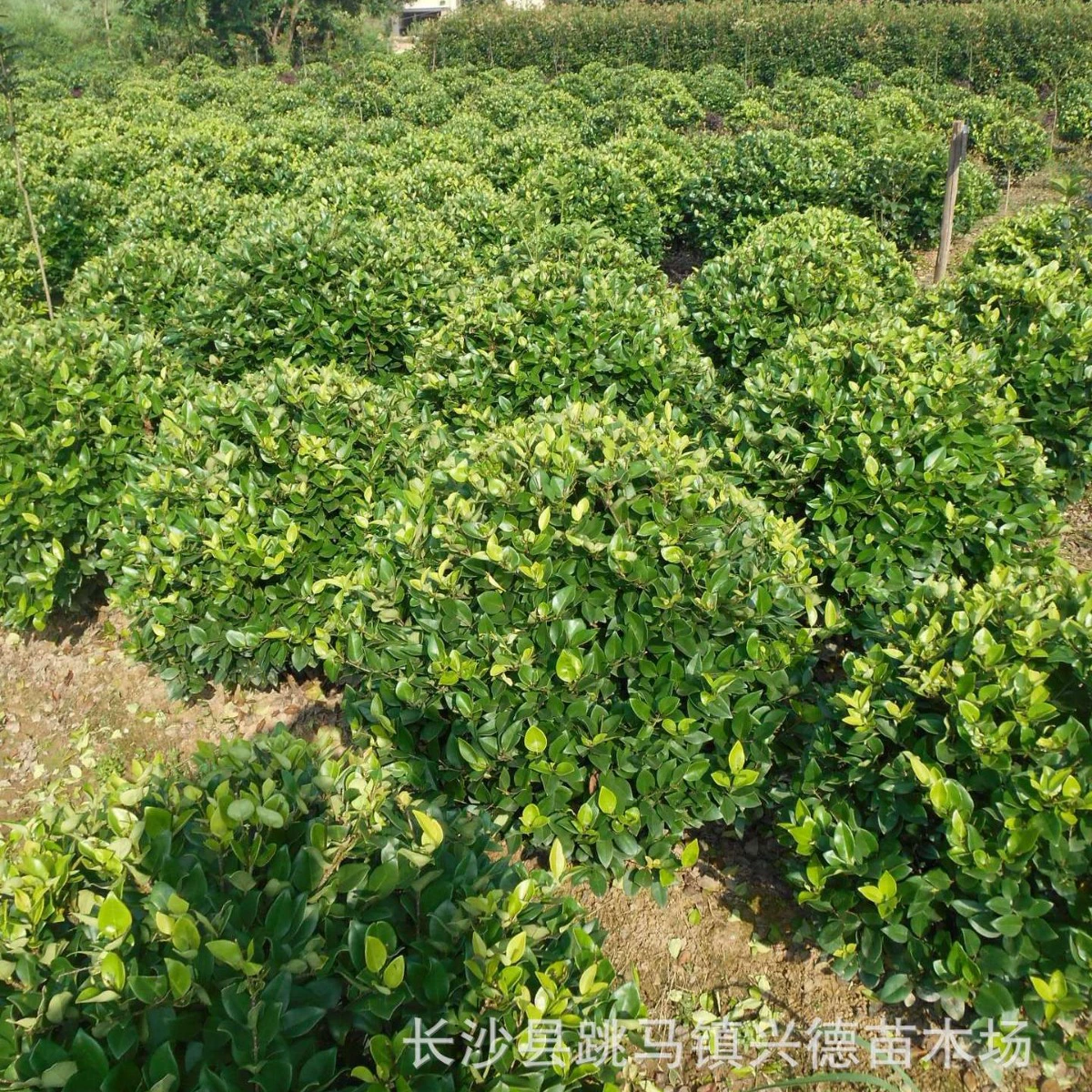 Оптовые золотые шары из локуста, цены на золотые колонны из локуста из Хунани, рассада для ландшафтных проектов.