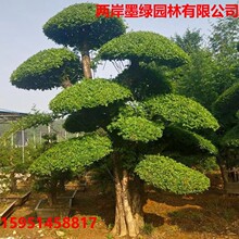 ���Ӱ�Ϟ���� ��ľ��Ϟ���� �Nֲ���ذ�Ϟ��@��ͥԺ���^���͘�