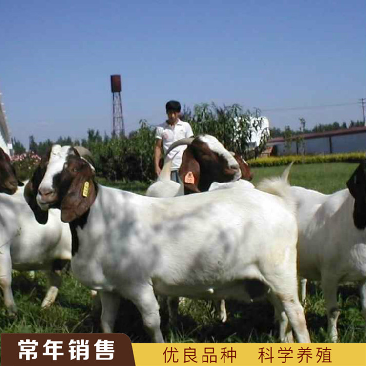 羊羔活羊纯种波尔山羊小羊活苗活体努比亚黑山羊种公羊黑山羊苗