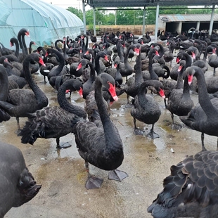 �������u�����Z���w�� һ�������Z���w�����X ɽ�|�����Z�Bֳ��