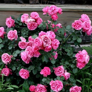 �󻨝����¼� ��ɫ�_���� ����ֲ���ļ����Ի��ܾGֲ�_��ͥԺ����