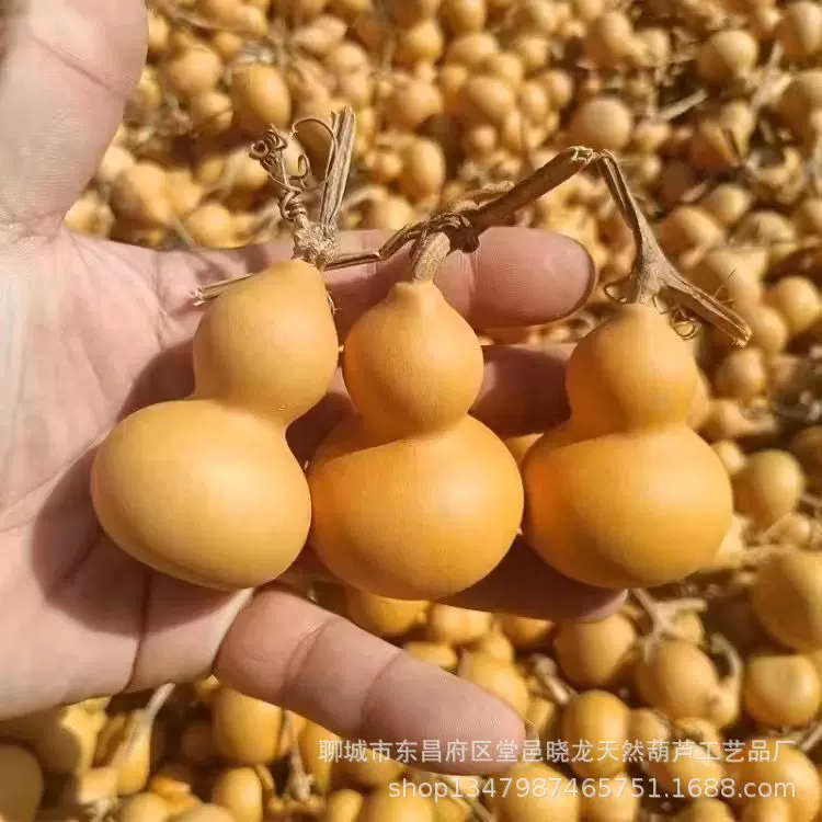 精品手捻葫芦 把玩摆件小葫芦 文玩天然葫芦 厂家批发 美国葫芦