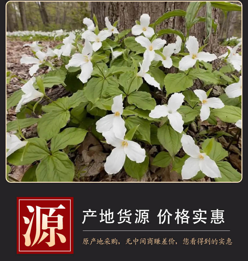Tou Ding Yi Ke Zhu (Trillium tschonoskii) — Dried Wild Rhizome Herb, 500g preparation