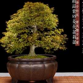 紫砂花盆老桩多肉苔藓文竹松柏客厅桌面古典盆景