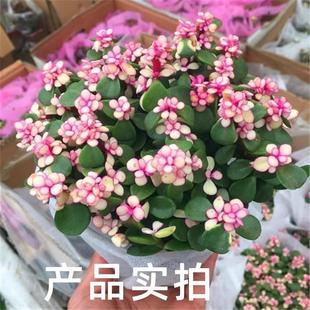 Potted Succulent Plants with Golden Branches and Jade Leaves, Hydroponic Plants, Indoor Flowers, Office Green Plants, Easy to Maintain and Purify the Air