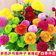 ǹջNһļ_ƹ߲ƹҾջͥԺѷNֲ