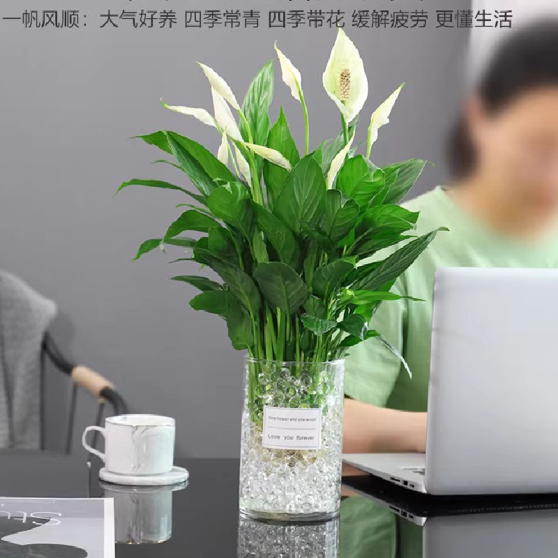 주요 사진 수경 특수 등급 흰색 야자 6-8 식물 꽃이 있는 높은 원형 실린더 + 크리스탈 진흙 + 영양