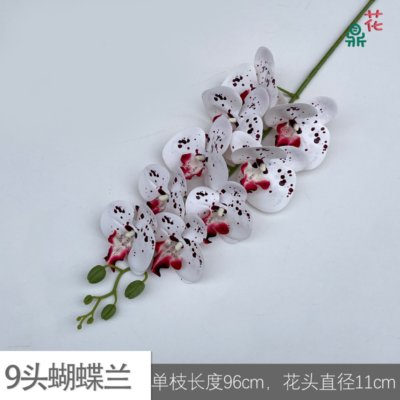 9 phalaenopsis GFG #42 버건디 스팟 화이트