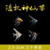 2-3cm random fairy 20 free 3 spare parts