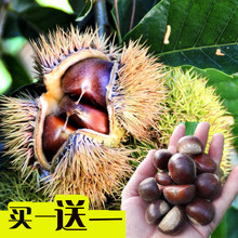 板栗树果苗嫁接大红袍板栗苗栗子树苗南方北方盆栽地栽种植果树苗