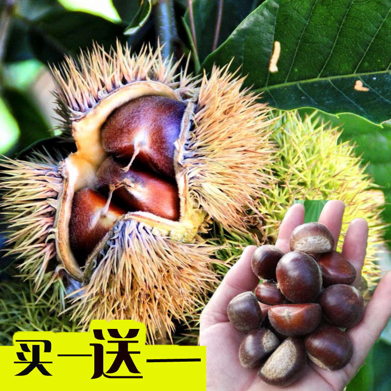 板栗树果苗嫁接大红袍板栗苗栗子树苗南方北方盆栽地栽种植果树苗