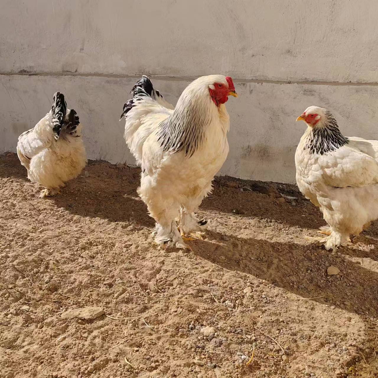 引种 益生股份再引种16万套利丰祖代肉种鸡