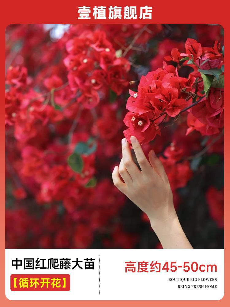 [계절꽃] 중국 붉은 덩굴 모종 [45-50cm]