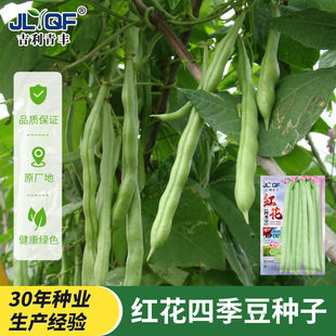 �����ļ����N�Ӹ߮a����t�����ܿ���N�Ӵ����ܶ��N���߲˷N��