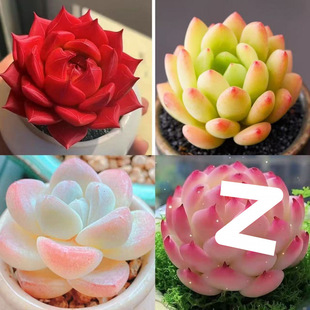 New Succulent Combination Plants for Beginners, Easy to Grow, Office Radiation-Proof and Cold-Resistant Potted Indoor Flowers